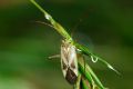 Adelphocoris lineolatus